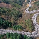 북산면 벚꽃축제 8일 개막 이미지