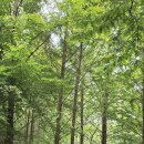 대전둘레산길(7구간) 이미지