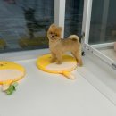 빈이네 멍발소 이미지