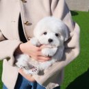 대구강아지분양 테디럽 이미지