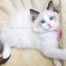 블루랙돌 이미지