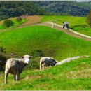 번개목장 이미지