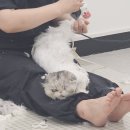 고양이 미용실 그냥 이미지