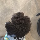 뉴욕애견 이미지