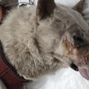 맥스동물병원 이미지