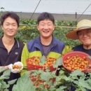 ‘남아도는 토마토, 전량폐기 위기’…쿠팡·롯데, 대량매입으로 농가 지원 이미지