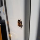 꿀벌주유소 이미지