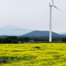 제주도 녹산로 꽃물결 넘실 이미지