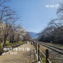 충훈2교옆_서 | 2026 진해 군항제 D-4: 3/23 경화역·여좌천 실시간 개화 상황, 진해루 산책 &amp; 겐쇼심야라멘 맛집 투어