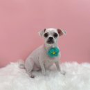 츄츄살롱 이미지