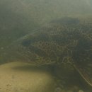 여울쏘가리 이미지