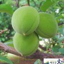 은솔농장 이미지