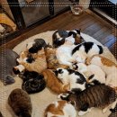 청주고양이입양지원센터 애니멀공화국 이미지