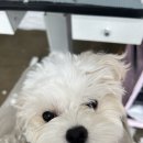 야옹아 멍멍해봐 미용실 이미지