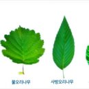 오리나무로 이미지