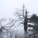 겨울나무의 序 .. 2012년 시인촌동인지 이미지