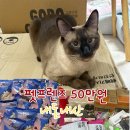 🐱 펫프렌즈 50만원 내돈내산 후기! 고양이간식 대량 구매했어요 😻