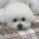 법곡길 | 우리 댕댕이, 이제 반짝반짝 빛나는 털옷 입혀줄 시간! 아산 애견미용, 여기 정말 특별해요