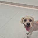 운정24시동물의료센터 이미지