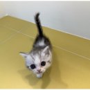 강아지와고양이 이미지