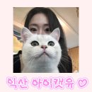 익산 고양이카페 아이캣유 네이버블로그