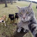 개와 고양이 이미지