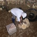 농장염소탕 이미지