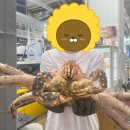 수원 수산시장 킹크랩맛집 [부부수산] 찐 내돈내산 리얼 파워솔직 후기