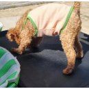 호텔 독스 이미지