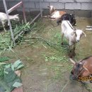 염소사육장 이미지