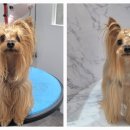 포메른 펫살롱 이미지