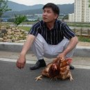 삼보농장 Daum카페