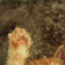 고양이발바닥 이미지