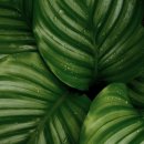 그린뷰티 이미지