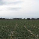 제주 올레길 12코스 이미지