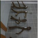 녹용본초원 이미지