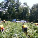 김용수 농장 이미지