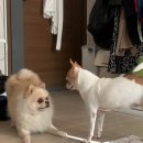 갈비예찬(구)군포갈비(본점) | 돼지니의 8월 마지막주