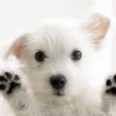 메타 동물의료센터 이미지