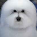 꼬똥몽드 이미지