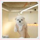 톰퍼피 강아지 분양 | 부평강아지분양 애견샵 선택 제일 신경썼어요