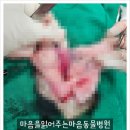 마음을읽어주는마음동물병원 네이버블로그