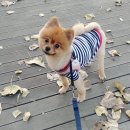 한강펫케어센터 이미지