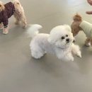 수지애견 이미지