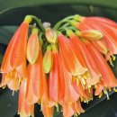 시드니 Royal Botanic Garden 군자란 // 그리고 금년도 파종이들 이에요. 이미지