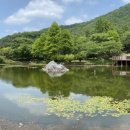 영일만검은돌장어 이미지