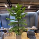 르샤트리 이미지