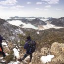 비둘기한국@ 이미지