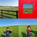 일원농장 | [고창 가볼만한곳] 학원농장 청보리밭 축제 주차, 입장료, 아이와 방문 팁 총정리