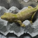 렙타일코리아 이미지